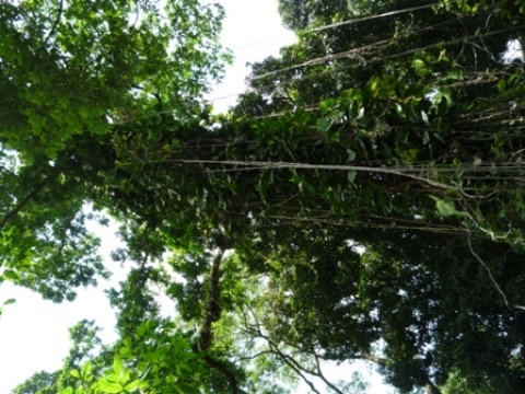 Samples of flora in Ghana
