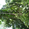 Samples of flora in Ghana