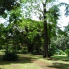 Samples of flora in Ghana