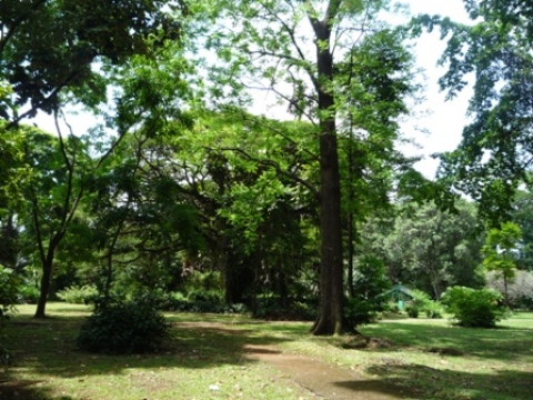 Samples of flora in Ghana