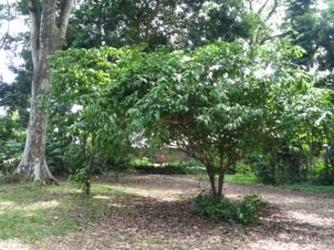 Samples of flora in Ghana