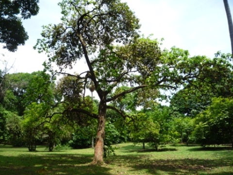 Samples of flora in Ghana