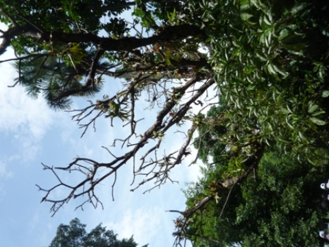 Samples of flora in Ghana