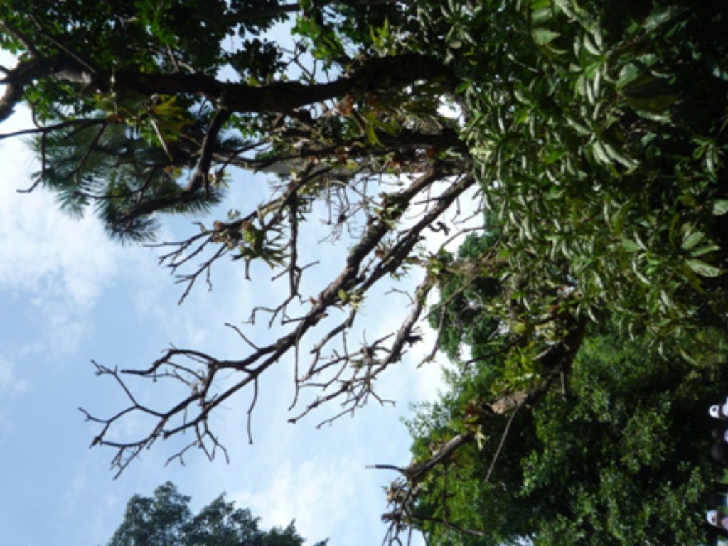 Samples of flora in Ghana