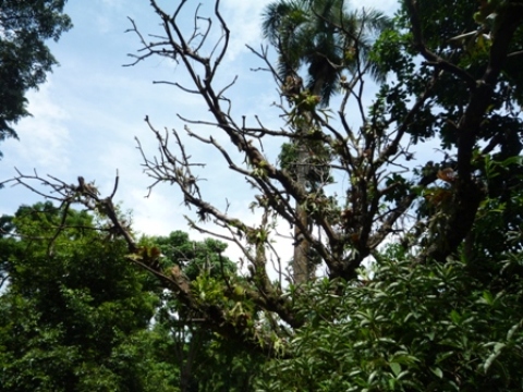 Samples of flora in Ghana
