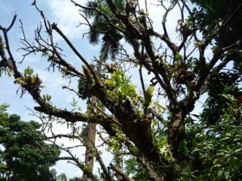 Samples of flora in Ghana