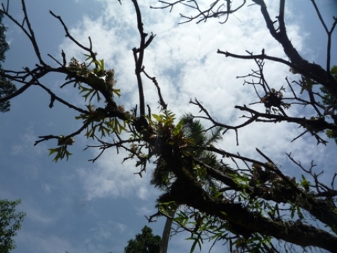 Samples of flora in Ghana