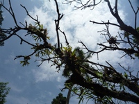 Samples of flora in Ghana