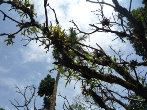 Samples of flora in Ghana