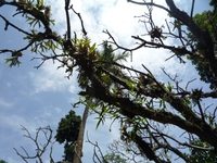 Samples of flora in Ghana