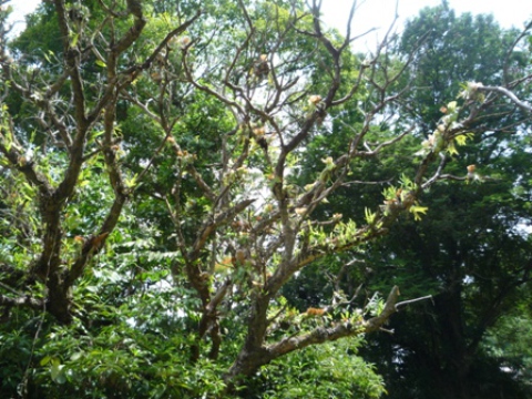 Samples of flora in Ghana