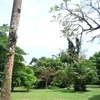 Samples of flora in Ghana