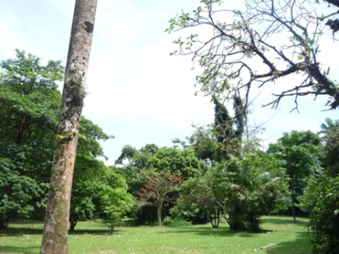 Samples of flora in Ghana
