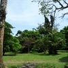 Samples of flora in Ghana