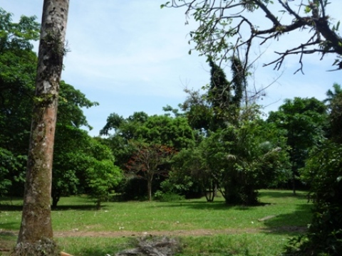 Samples of flora in Ghana
