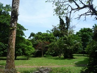 Samples of flora in Ghana