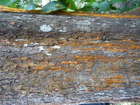 Samples of flora in Ghana
