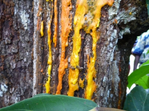 Samples of flora in Ghana