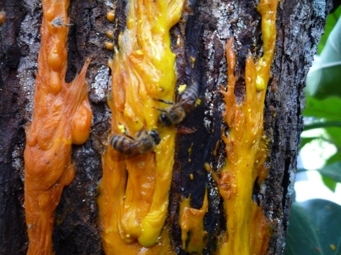 Samples of flora in Ghana