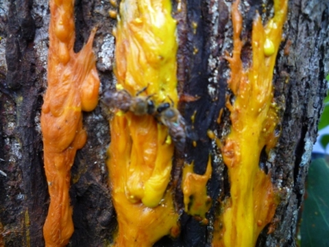 Samples of flora in Ghana