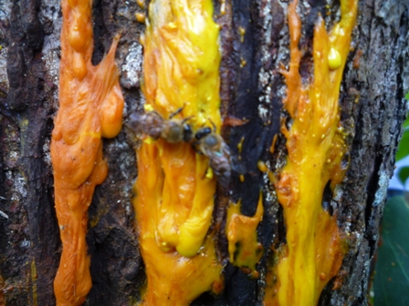 Samples of flora in Ghana