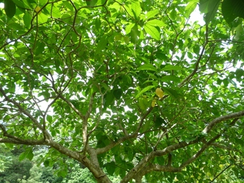 Samples of flora in Ghana