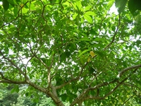 Samples of flora in Ghana