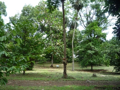 Samples of flora in Ghana