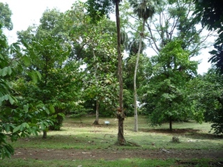 Samples of flora in Ghana