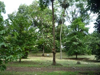Samples of flora in Ghana