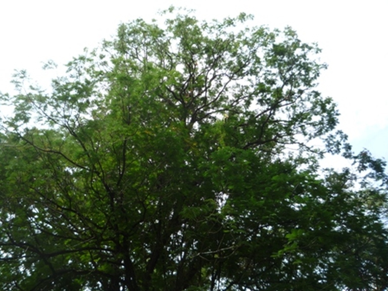 Samples of flora in Ghana