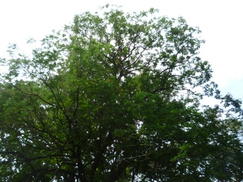 Samples of flora in Ghana