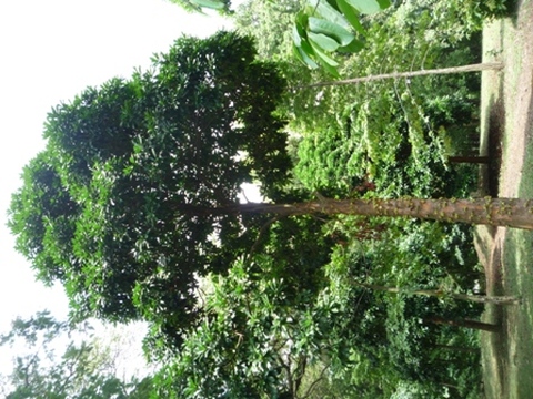 Samples of flora in Ghana