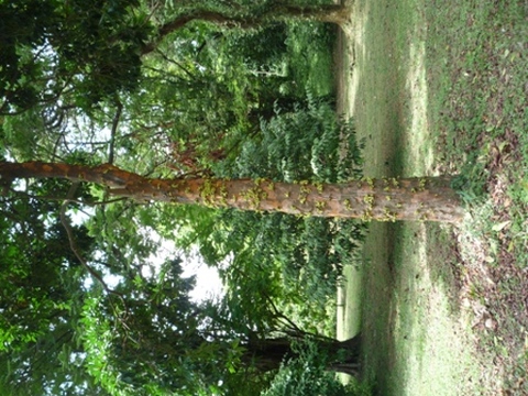 Samples of flora in Ghana