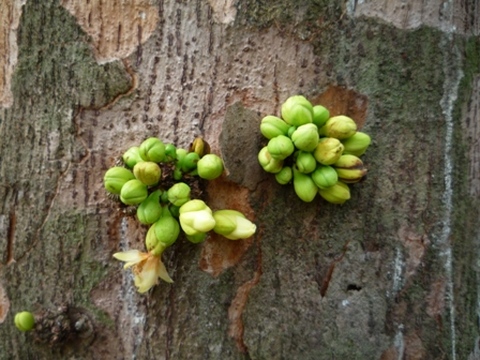 Samples of flora in Ghana