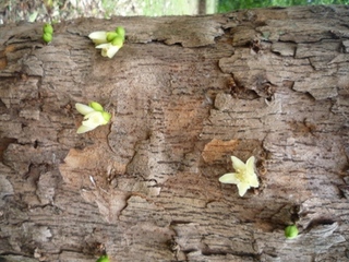 Samples of flora in Ghana