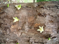 Samples of flora in Ghana
