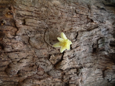 Samples of flora in Ghana