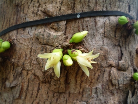 Samples of flora in Ghana
