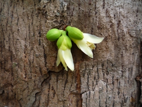Samples of flora in Ghana