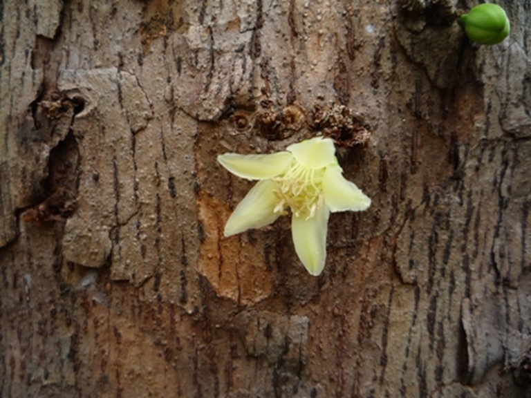 Samples of flora in Ghana