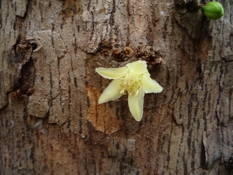 Samples of flora in Ghana