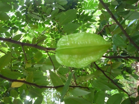 Samples of flora in Ghana
