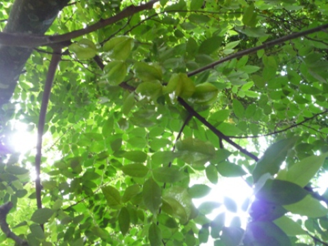 Samples of flora in Ghana