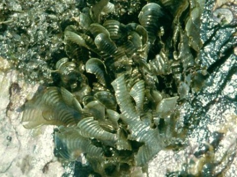Padina tetrastromatica