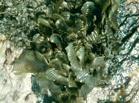 Padina tetrastromatica
