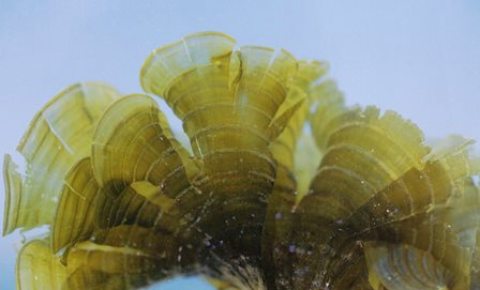 Padina tetrastromatica 2.jpg