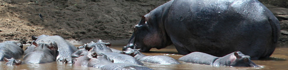 hippo_kenia.jpg