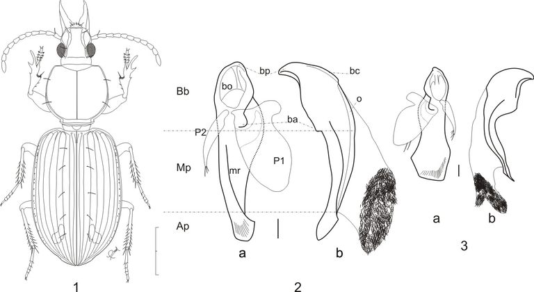 Ardistomis drumonti n.sp. deposited at RBINS collection.jpg