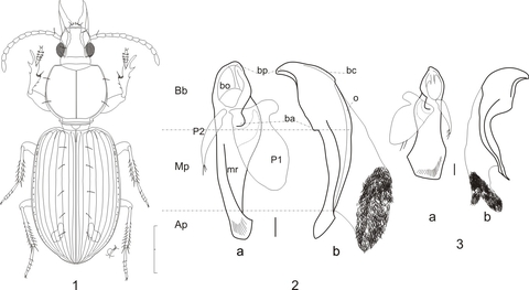 Ardistomis drumonti n.sp. deposited at RBINS collection.jpg